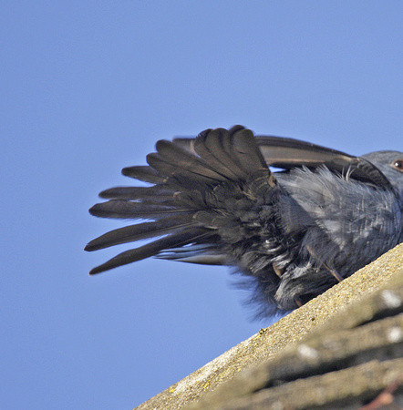 Blue Rock Thrush