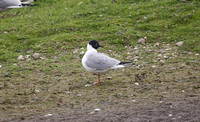 Bonaparte's Gull