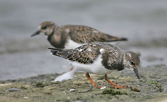 Turnstone