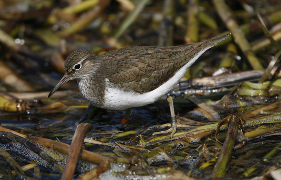 Common Sandpiper