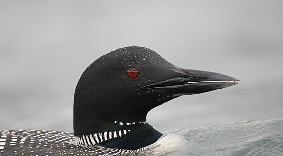 Great Northern Diver