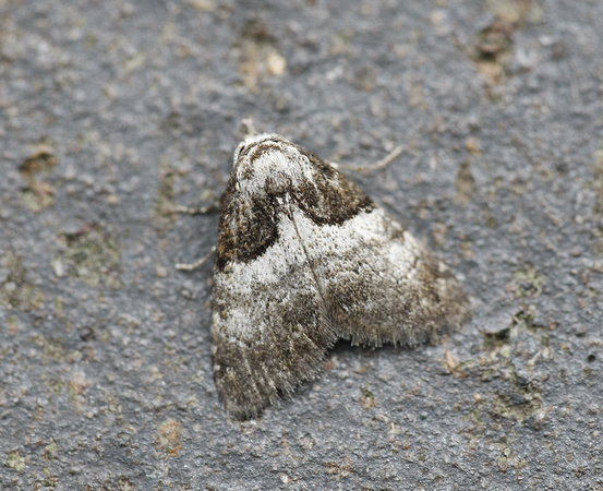 Short-cloaked Moth