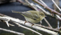 Common Chiffchaff