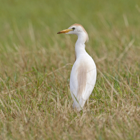 Cattle Egret