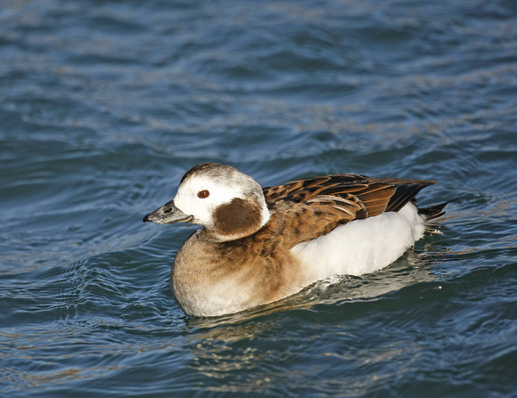 Long-tailed Duck