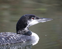 Great Northern Diver