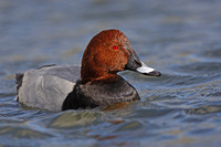 Pochard