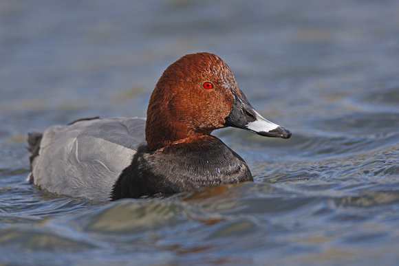 Pochard