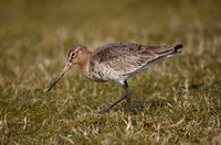 Black-tailed Godwit