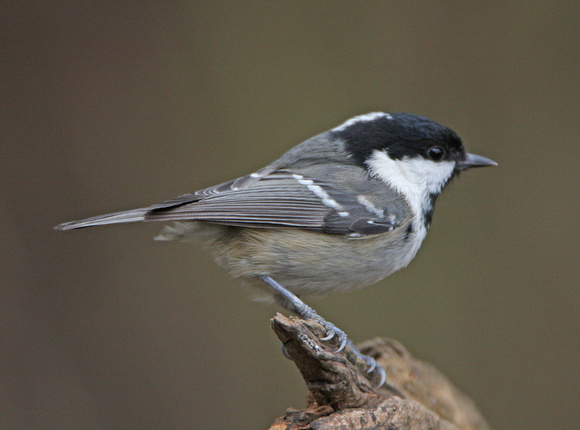 Coal Tit