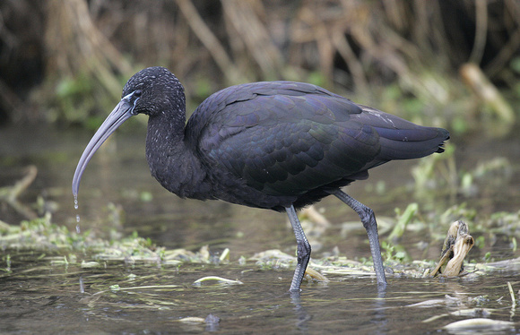 Glossy Ibis