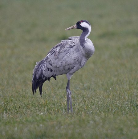 Common Crane
