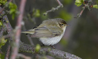 Chiffchaff