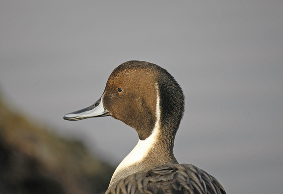 Pintail