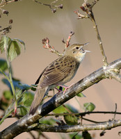 Grasshopper,Reed & Sedge Warblers