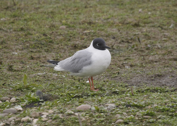 Bonaparte's Gull