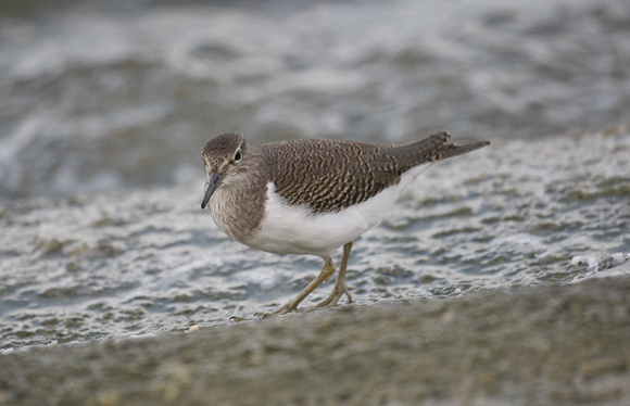 Common Sandpiper