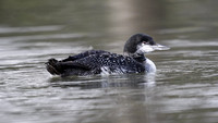 Great Northern Diver