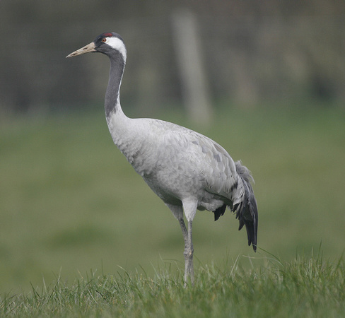 Common Crane
