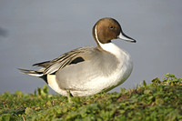 Pintail