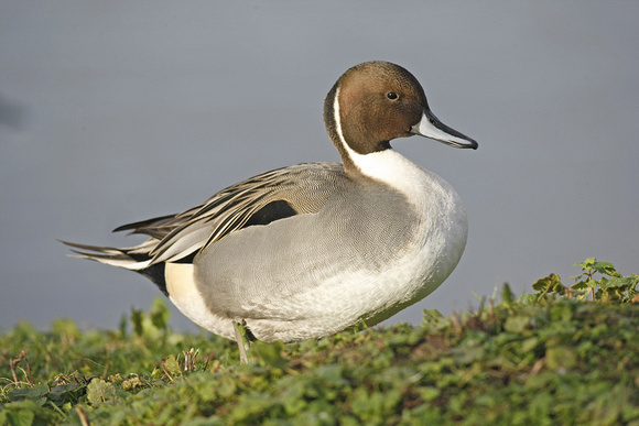 Pintail