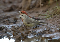 Parrot Crossbill