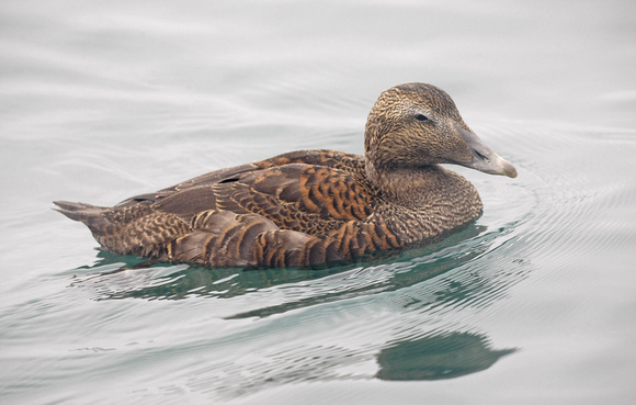 Eider