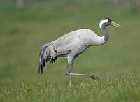 Common Crane