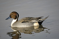 Pintail