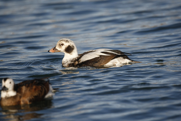Long-tailed Duck