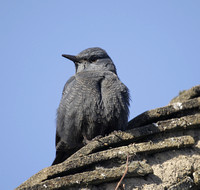 Blue Rock Thrush