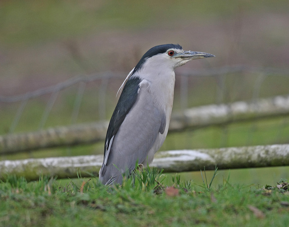 Night Heron