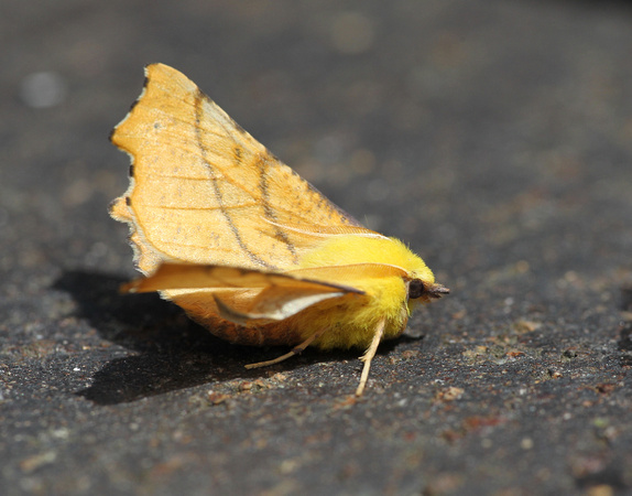 Canary-shouldered Thorn
