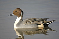 Pintail