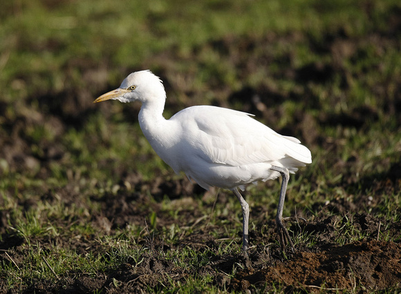 Cattle Egret