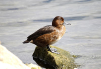 Ferruginous Duck