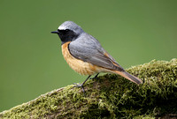 Common Redstart