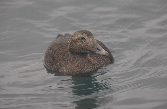 Eider