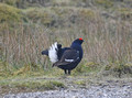 Black Grouse