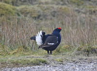 Black Grouse