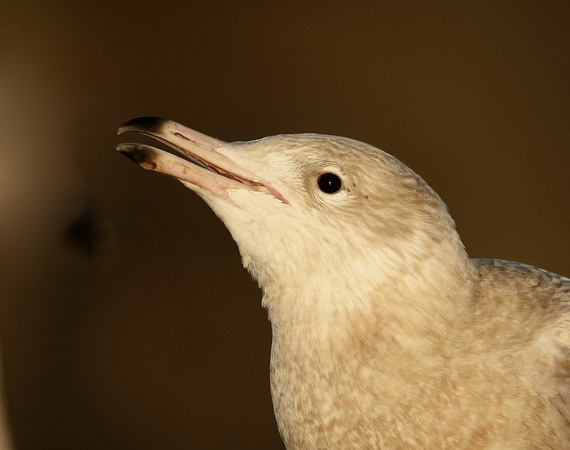 Glaucous Gull