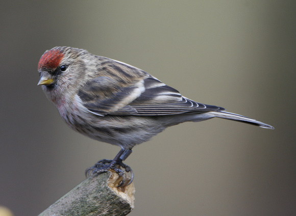 Lesser Redpoll
