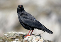 Chough