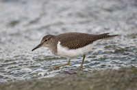 Common Sandpiper