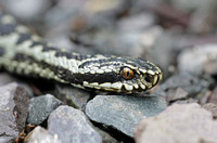 Adder