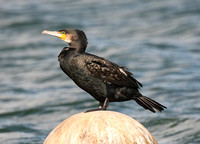 Cormorant & Shag