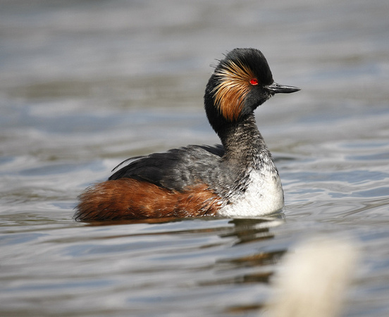 Black-necked Grebe