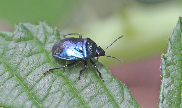 Blue Shieldbug