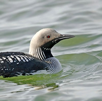 Black-throated Diver 2015