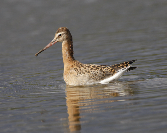Black-tailed Godwit